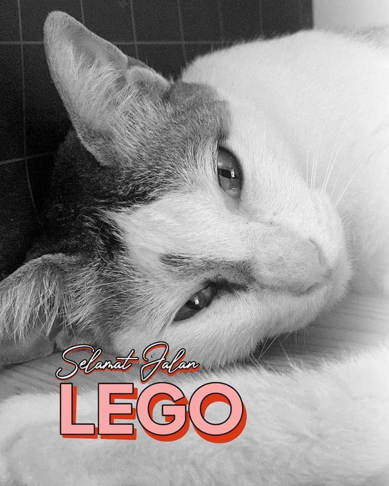 Instagram.com/pawswedan